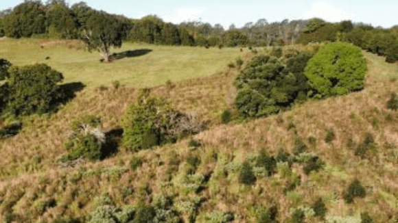 Landscape photo of a forest.