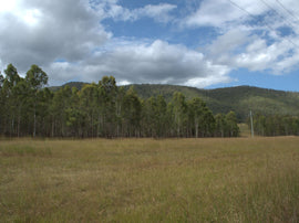 Landscape photo of the O'Sheas Crossing forest site.
