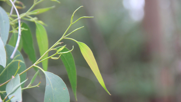 Photo of eucalyptus leaves