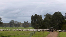 Photo of the landscape at Jigsaw Farm in VIC.