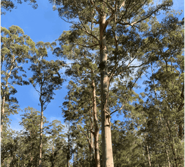 Photo of the landscape at Kelly in VIC.