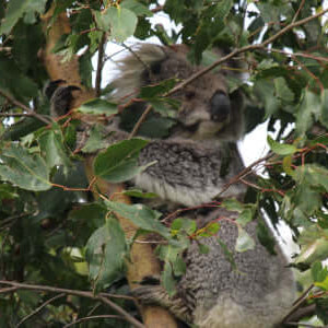 Koala in tree