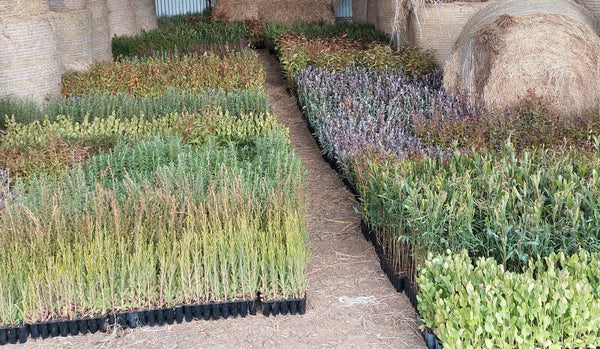 Row of potted plants in black pots on a concrete path with a building in the background.