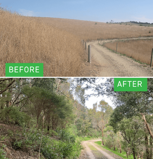 Greenfleet forest Battery Creek before planting and then after 12 years of forest growth