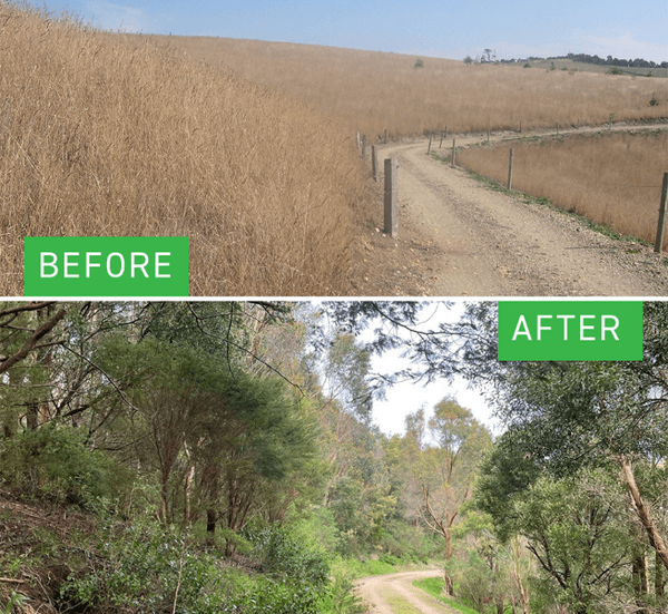 Greenfleet forest Battery Creek shown before and after revegetation