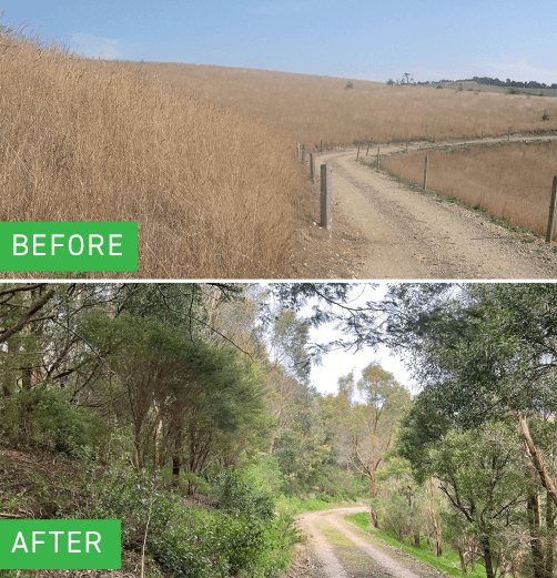 Before and After photos of our battery creek road forest site, showing lush green growth