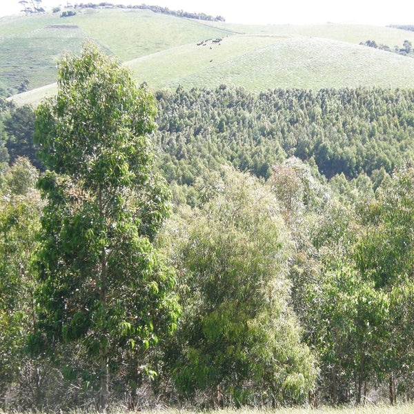 landscape photo of battery creek forest