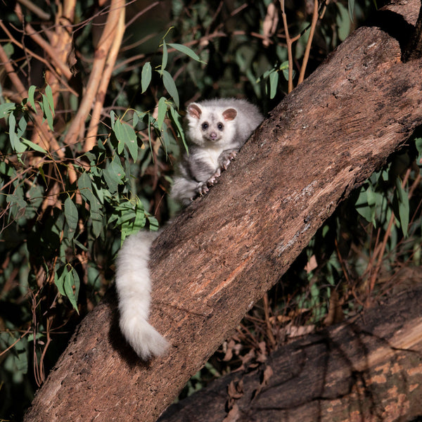 Greater Glider on a branch with green foliage in the background