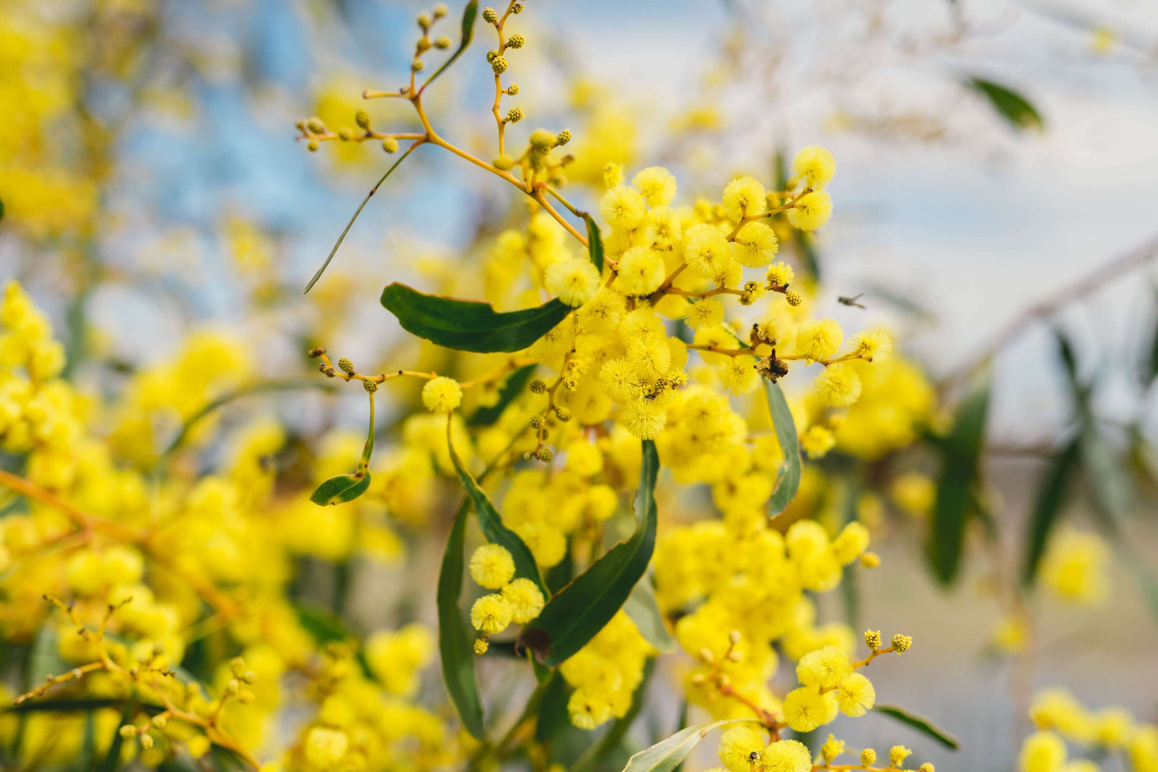 yellow wattle