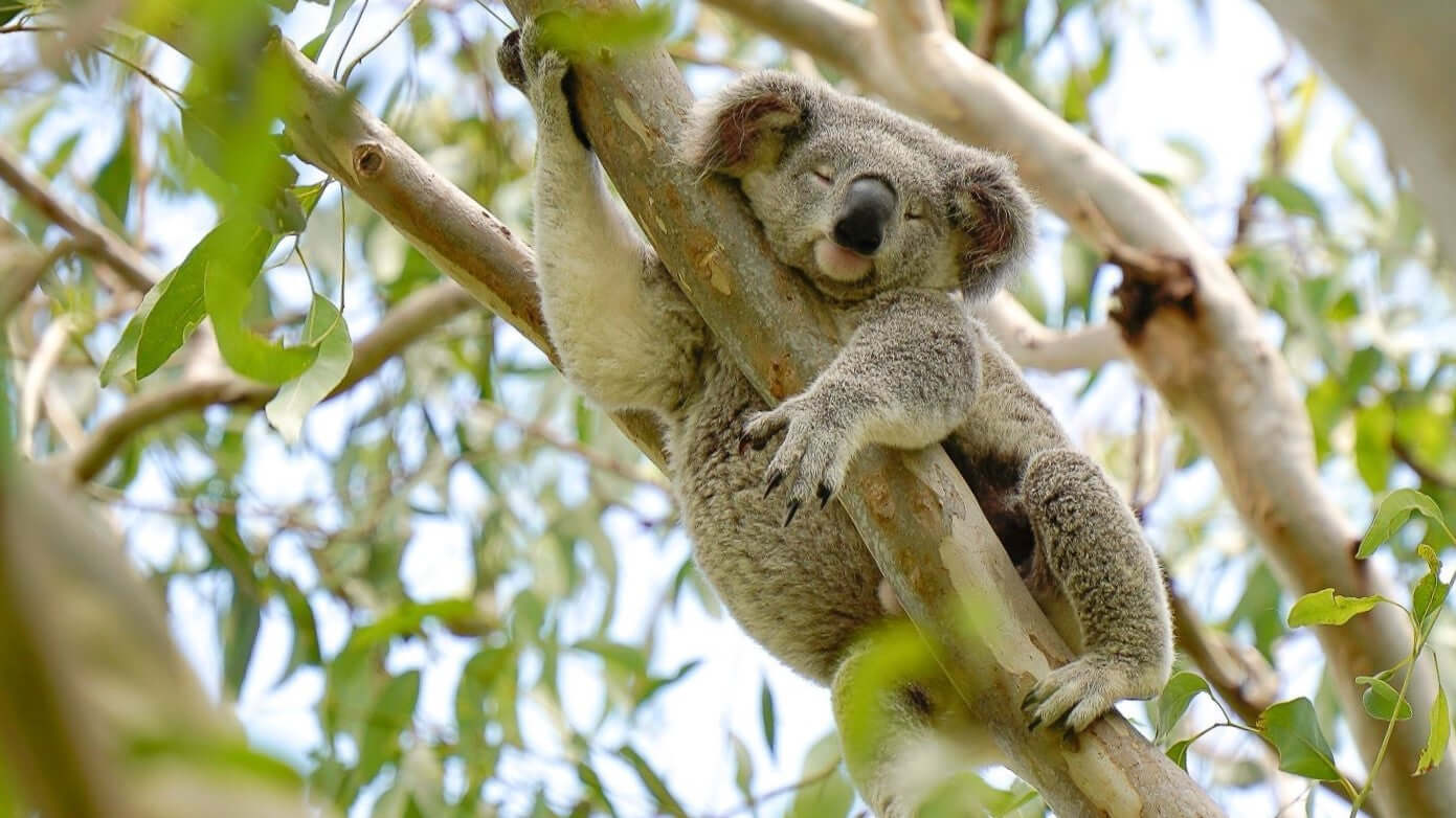 Photo of a sleeping koala in a eucalyptus tree.