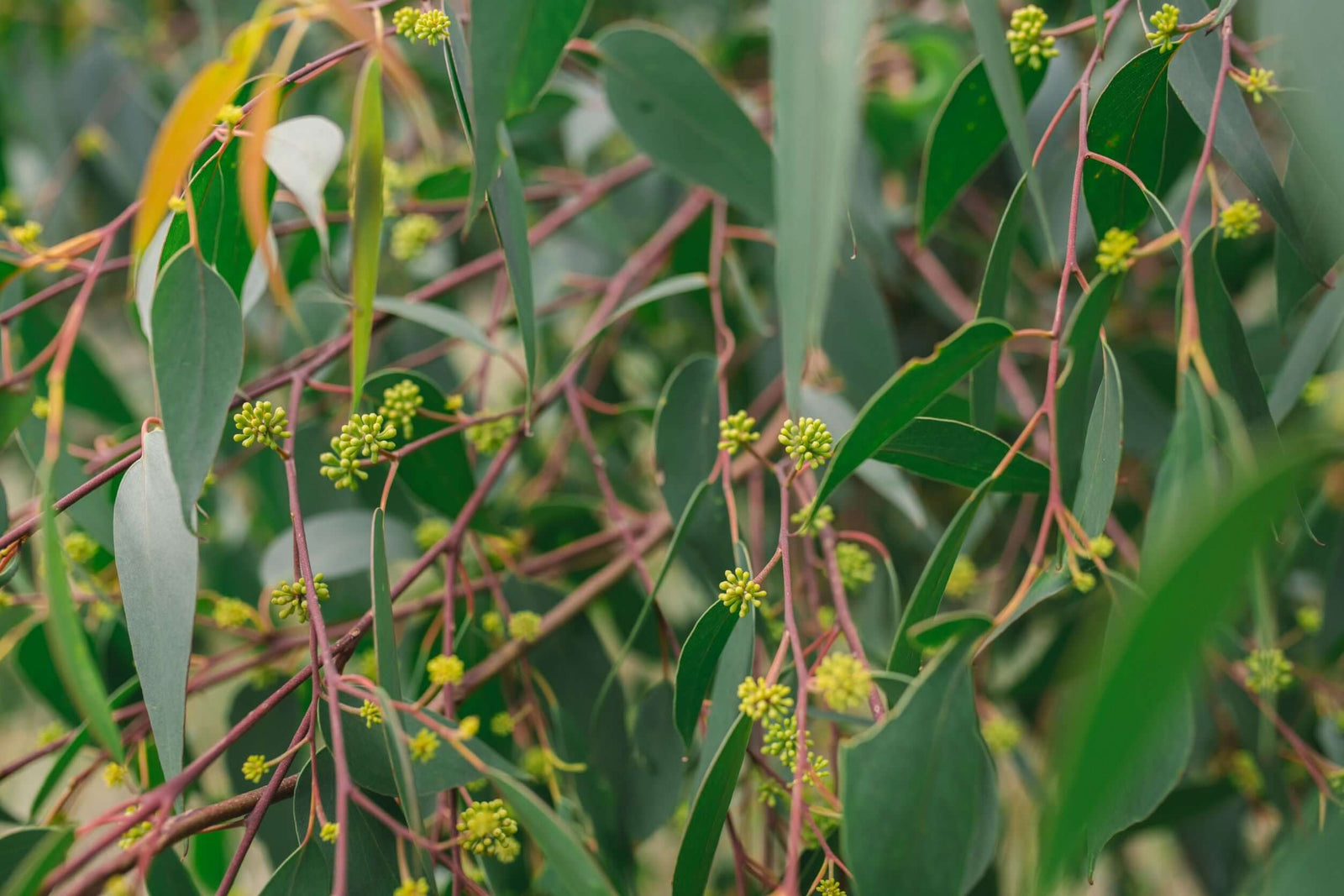 Green foilage with small buds