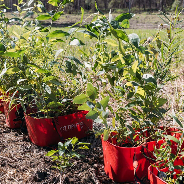 Photo of seedlings ready to be planted, in red buckets, lined up in a row.