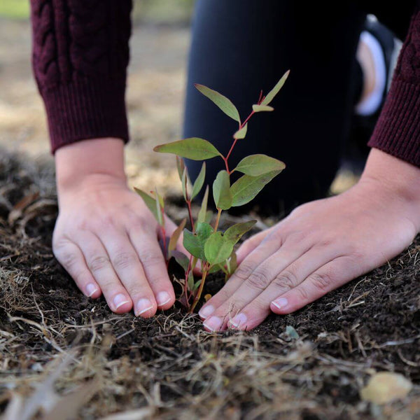 Two hands planting a seedling