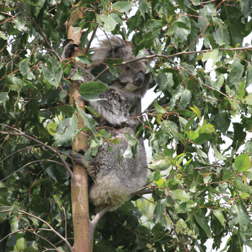 Koala in eucalyptus tree, behind leaves