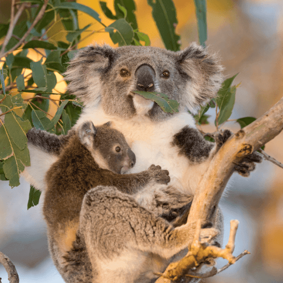 Photo of two koalas in a tree. ONCE OFF Donate to restore protected koala habitat