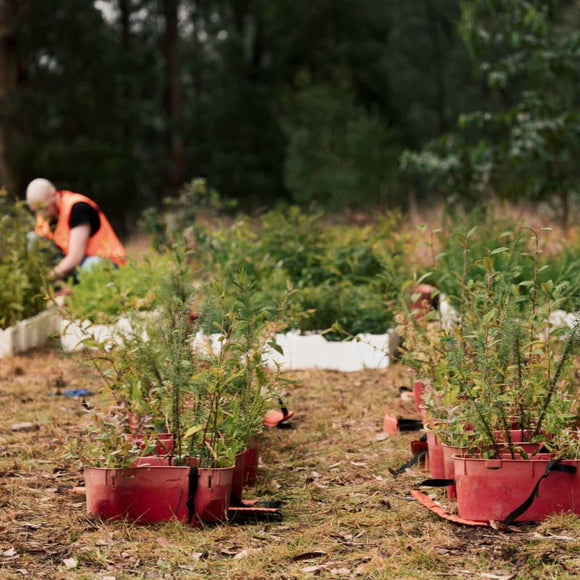 Image of tree seedlings for Donate monthly to plant 10 protected, native trees 