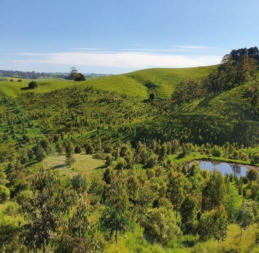 Photo of vast green landscape