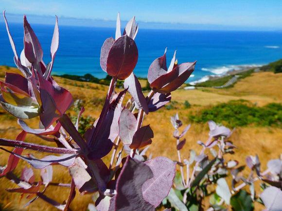 Photos of foulage and a land scape with ocean in the distance. 