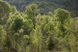 Photo of the landscape at DLWA Research Centre in Wagga Wagga, NSW.
