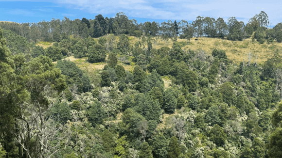 Landscape photo of forest