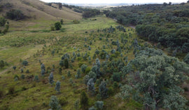 Coopers Crossing, NSW