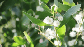 Photo of foulage with wattle. 