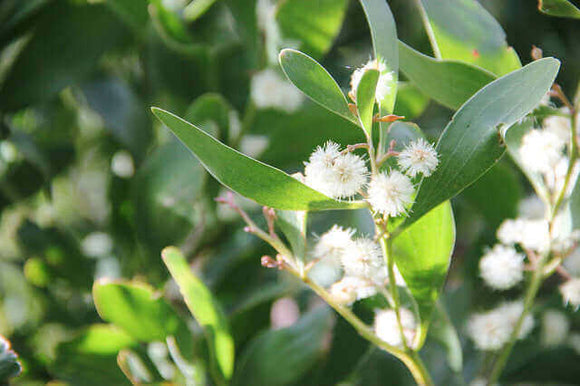 Photo of foulage with wattle.