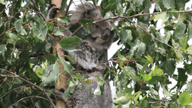 koala sitting in eucalyptus tree