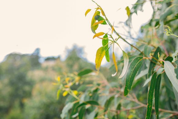 Photo of eucalyptus branches.