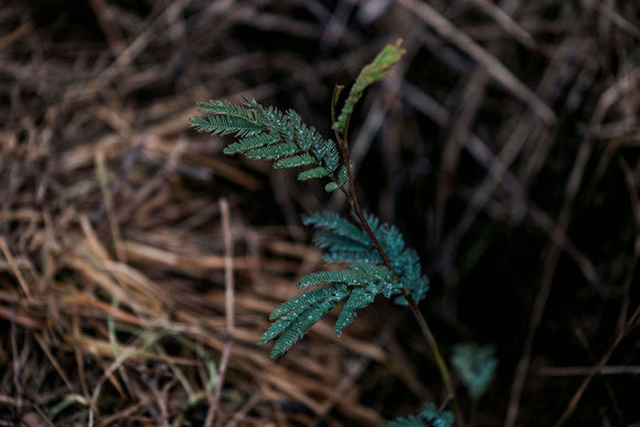Darker, gloomy image of a seedling.