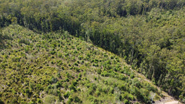 Photo of forest landscape.