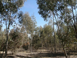 Photo of forest landscape with trees.