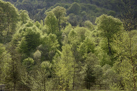 Photo of the landscape at DLWA Research Centre in Wagga Wagga, NSW.
