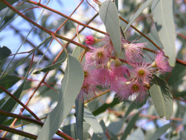  Photo of green foulage and pink wattle.