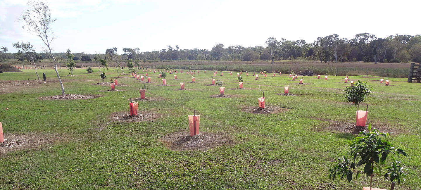 Photo of the landscape from the Low Glow Project in QLD.