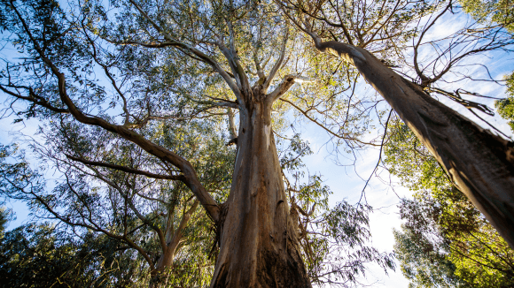 Growing Our Forests This Earth Day