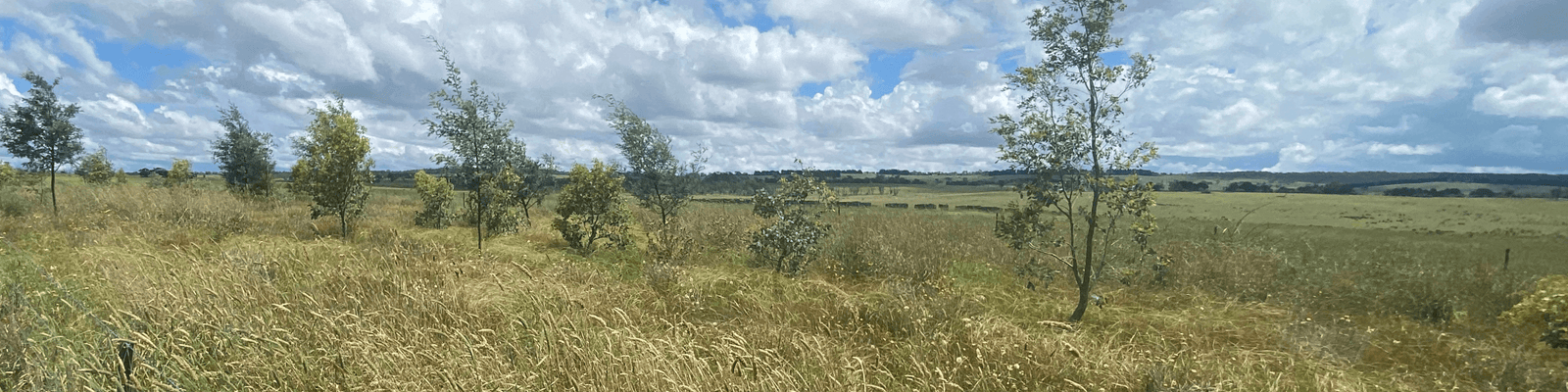 Photo of the landscape at Reedy Creek in NSW.