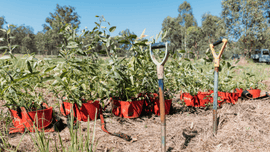 Image of red buckets with trees and shovels. 