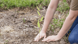 World Environment Day 2026
