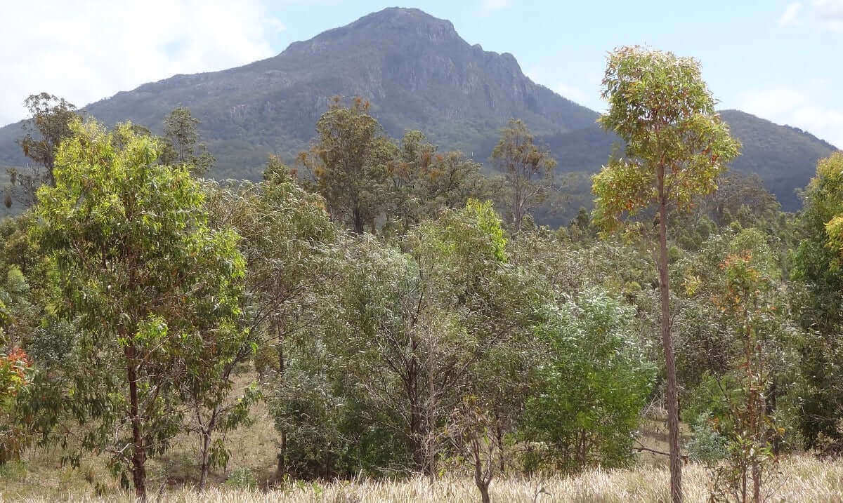 Photo of the landscape at Minjelha Dhagun in QLD.
