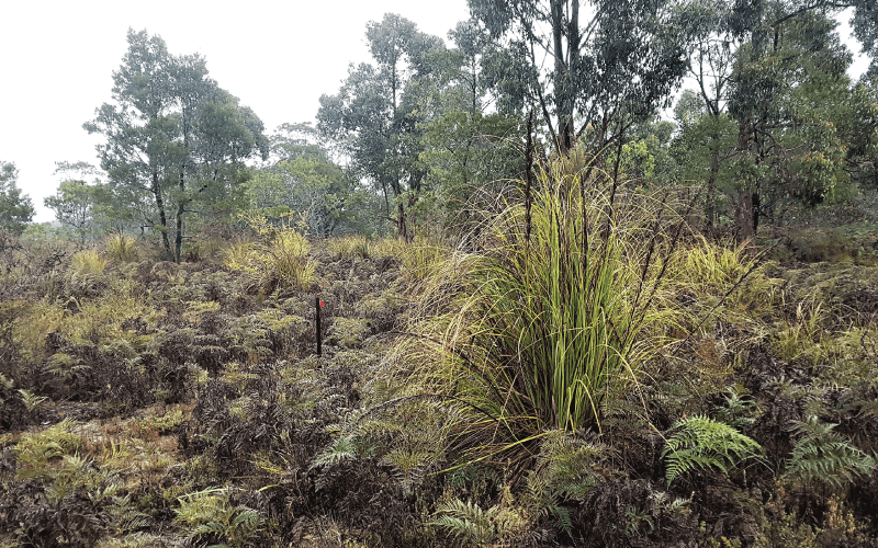 Photo of the landscape at Myamyn Wetlands in VIC.