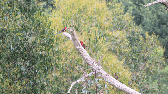 Crimson Rosellas' sitting on a tree