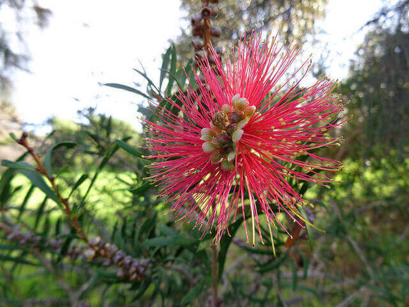 Photo of foulage and wattle. 