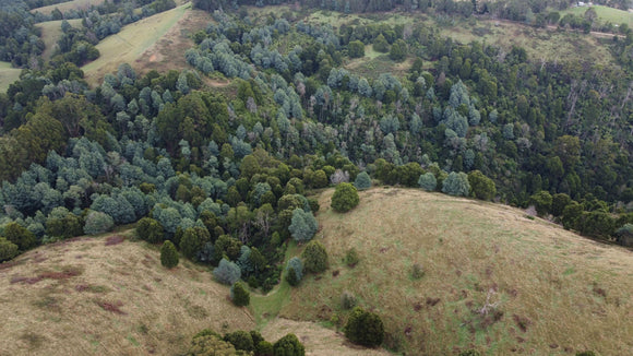 A picture of the forest at Lyrebird in Victoria.