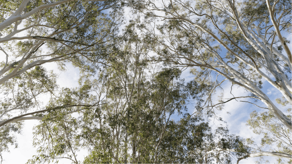 National Threatened Species Day 2026