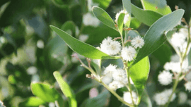 Photo of foulage with wattle. 