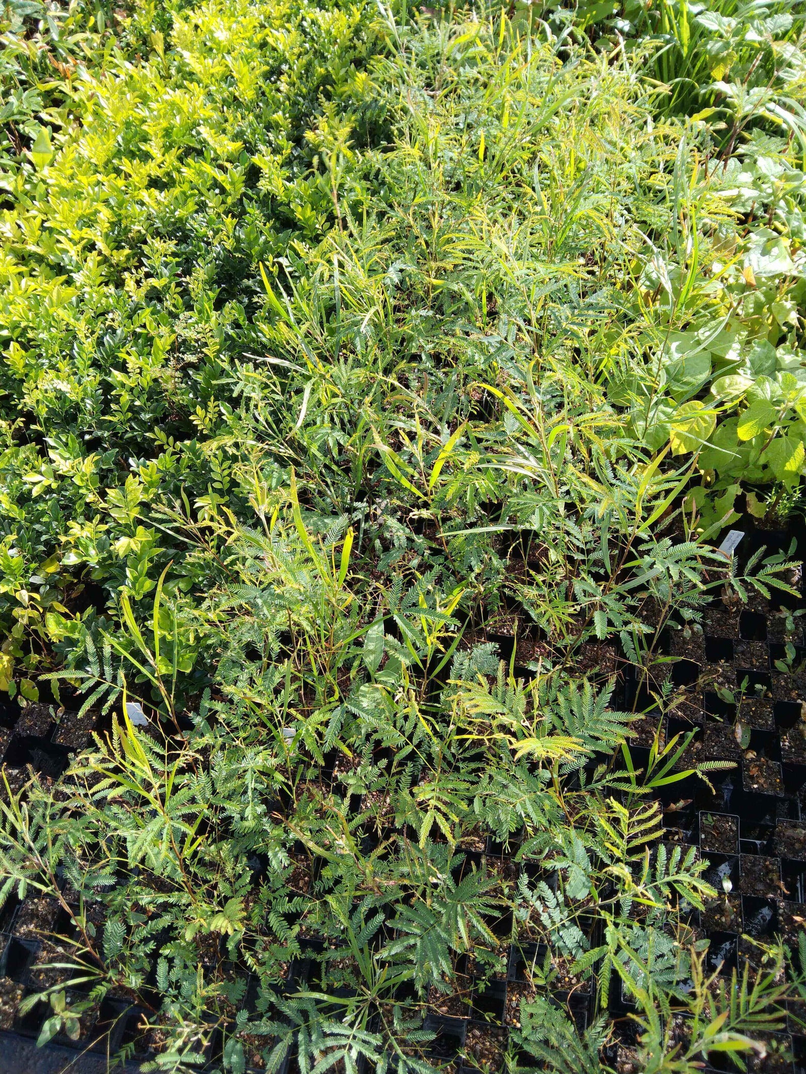 Photo of Australian native foliage 