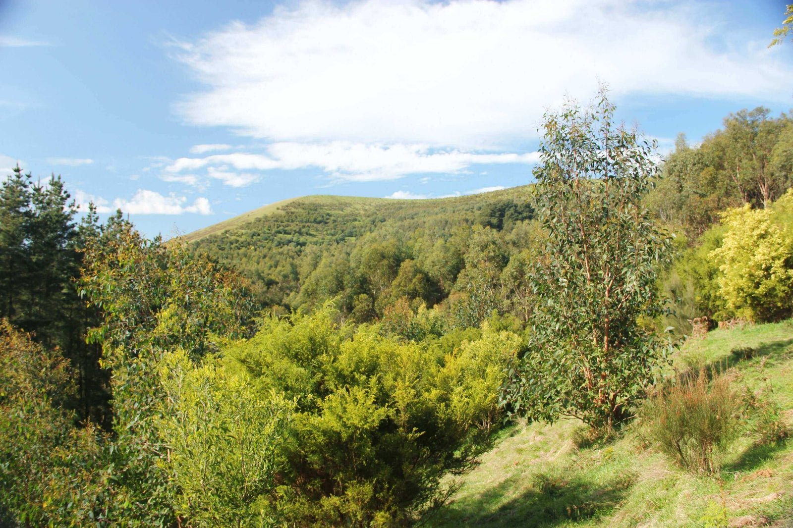 Photo of the landscape at Battery Creek in VIC