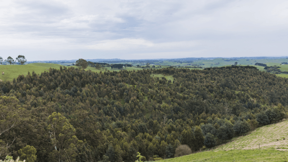 International Day Of Forests 2026