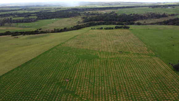 Photo of Greenfleet's new plantings at Tarwin Lower in Victoria